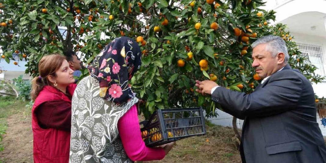 Akdeniz'de değil Ordu'da yetişiyor! 140 tonluk üretimde hasat vakti: 25 TL’den satışa çıkıyor 1